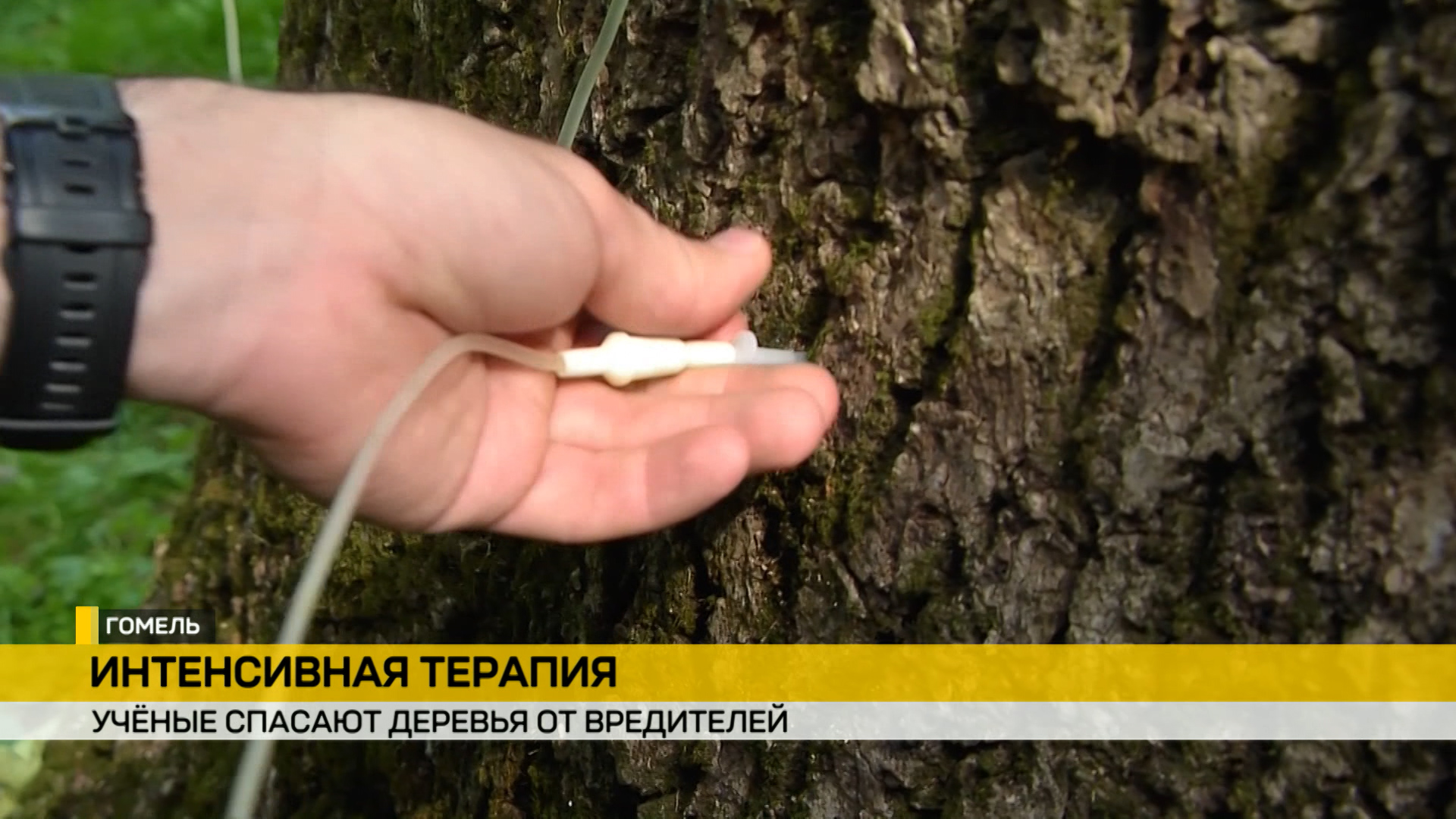 В Гомеле на могучих деревьях появились медицинские капельницы